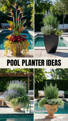 some plants that are sitting in a pot near a swimming pool with the words pool planter ideas on it