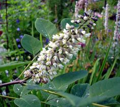 a bunch of flowers that are in the grass