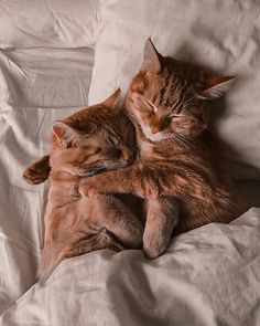 two cats cuddle together on a white sheeted bed, one is curled up and the other has its eyes closed