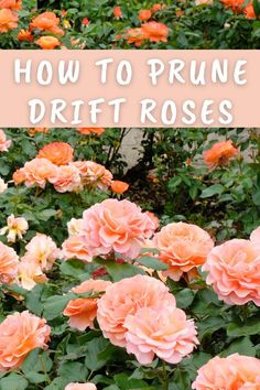 orange flowers with the words how to prune drift roses