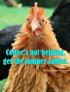 a close up of a chicken with a quote about coffee's not helping, get the jumper cables