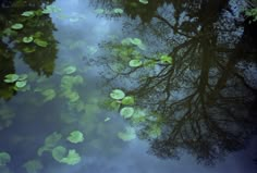 the reflection of trees and leaves in water