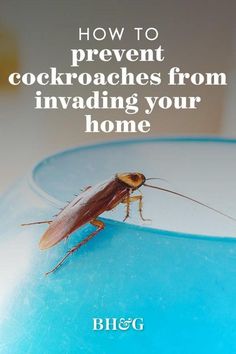 a cockroach sitting on top of a blue bowl with the words how to prevent cockroaches from invading your home