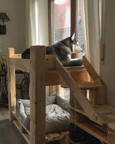 a dog sitting on top of a bunk bed in a living room next to a window