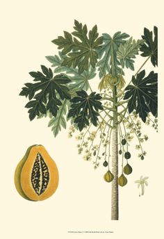 an illustration of a papaya tree with fruit hanging from it's branches