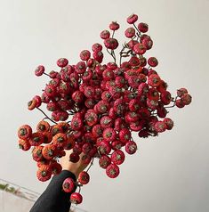 a person holding up a bunch of red berries in the air with their fingers on it