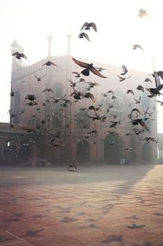 birds flying in the air over a building