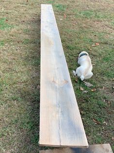 a white dog laying on top of a wooden bench in the grass next to a tree