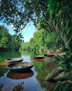 three canoes sitting on the shore of a river surrounded by green trees and greenery