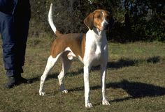 a brown and white dog standing on top of a grass covered field with trees in the background