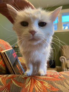 a small white kitten standing on top of a couch