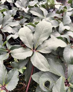 The holiday season is quickly approaching and our Plants of the Week are some of our winter favorites. All perfect for winter containers, these plants will give you lovely texture and color all winter long. Gaultheria procumbens, Chamaecyparis laws. ‘Ellwoodii’, and Helleborus x eric. ‘Champion’ Winter Containers, The Holiday, Holiday Season