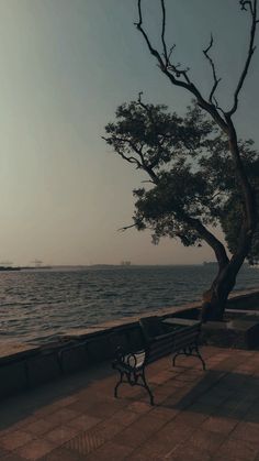 a bench sitting next to a tree on top of a brick walkway near the ocean