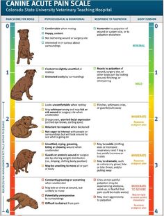 a poster showing the different types of dogs in each language and their corresponding body colors