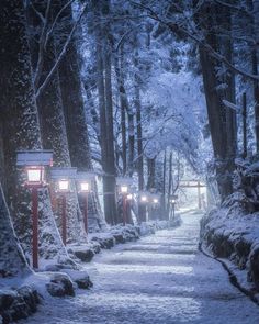 a path in the middle of a snowy forest with lanterns lit up on it's sides