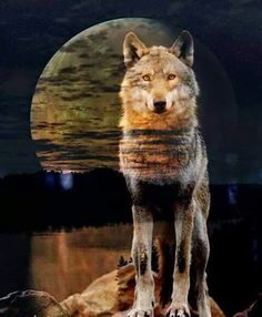 a wolf standing on top of a rock in front of a full moon and water