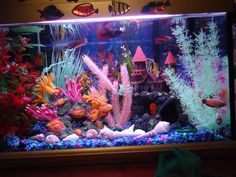 a fish tank filled with lots of different types of corals and sea creatures in it