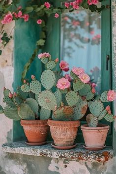 three potted cacti in front of a window with green shutters and pink flowers