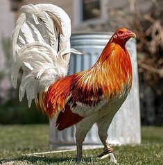 a red and white rooster standing in the grass next to a trash can with it's wings spread