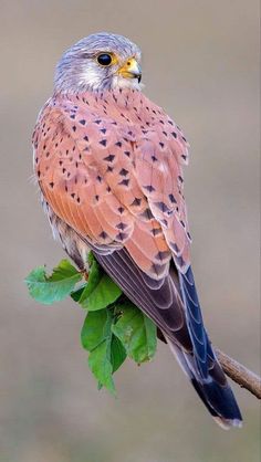 a bird sitting on top of a green branch