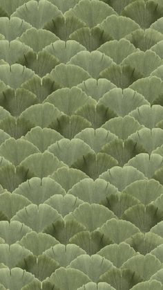 a large group of leafy green plants in the middle of an area that looks like it