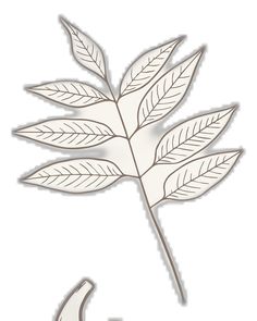 a drawing of a leaf on a white background