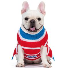 a small white dog wearing a red, blue and white sweater with ears sticking out