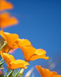 yellow flowers are in the foreground against a blue sky