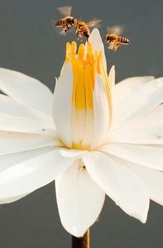 two bees flying over a white flower with water in the backgroung behind it