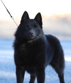 a black dog is on a leash and looking at the camera while standing in the street