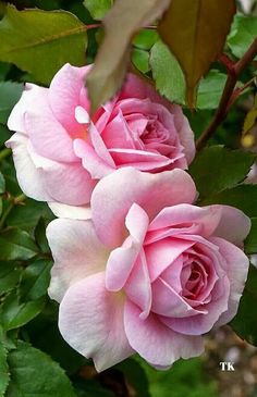 two pink roses are blooming in the garden