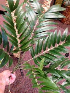 a person holding a plant in their hand and touching it with the palm tree's leaves