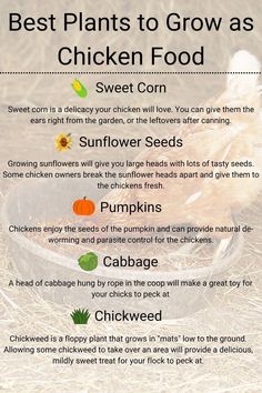 the best plants to grow a chicken food info sheet for feeding chickens and how to feed them