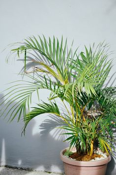 a potted plant sitting on top of a cement floor next to a white wall