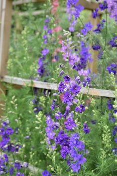 purple flowers are growing next to a wooden fence