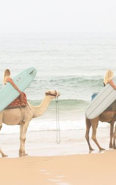 three people riding camels on the beach with surfboards strapped to their backs,