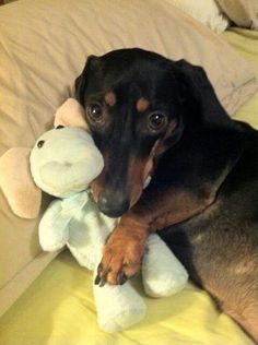 a black and brown dog laying on top of a bed with a stuffed animal