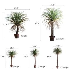 four different types of palm trees are shown in the diagram, and each has its own height