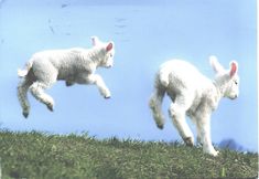 two lambs are jumping in the air with their heads turned to look like they're having fun