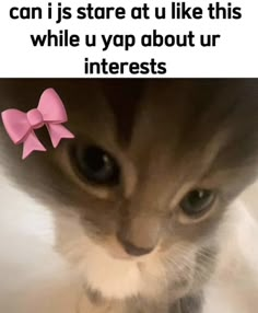 a kitten with a pink bow on its head and caption that reads, can i stare at u like this while u yop about ur interests