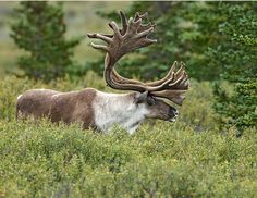 an animal with large antlers standing in the grass