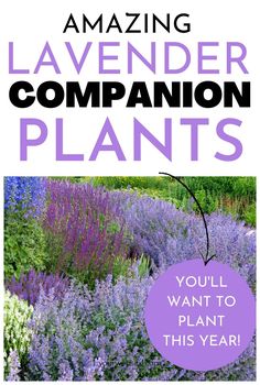 lavender plants with the title amazing lavender companion plants you'll want to plant this year