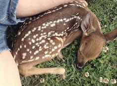 a deer is laying down in the grass with its head on it's hind legs