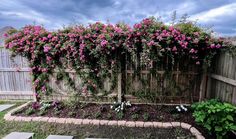 pink flowers growing on the side of a wooden fence