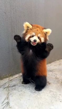 a small red panda bear standing on its hind legs with his paws in the air