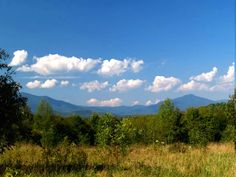 a field with trees and mountains in the distance on a sunny day, surrounded by tall grass