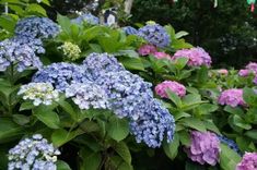 blue and purple flowers are growing in the bushy area near other plants, including hydrangeas