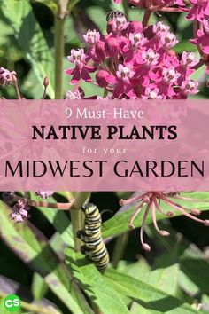 some pink flowers with the words native plants for your midwest garden