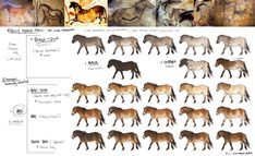 several horses are shown in different stages of their life cycle, including the equine and foal