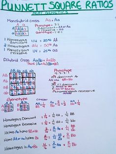 a whiteboard with some writing on it that says punnet square ratios and other symbols